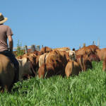 “Para criar gado bom tem que ter comida boa” destaca produtor sobre união pecuária x agricultura