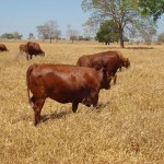 Pecuária sustentável aumenta renda de criadores do sul de Mato Grosso