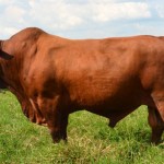 USDA projeta recuperação das exportações brasileiras de carne bovina