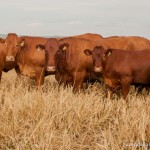 Preços da carne bovina caíram no varejo