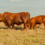 Brasil e Paraguai integram Aliança de Produtores de Carne Bovina