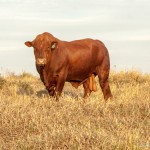 América do Sul exporta 11% mais carne bovina no ano, aponta banco