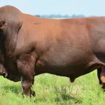 Exportação de carne bovina avança 15% em maio ante abril, diz Abrafrigo