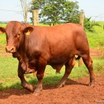 Exportações de carne bovina crescem 30% em fevereiro, aponta Abiec