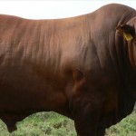 Carne bovina: Brasil participa de feira na China