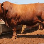 2016 foi o ano em que “faltou gado, mas sobrou carne” em Mato Grosso
