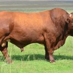 Exportações de carne bovina aumentaram 8% no Uruguai no primeiro trimestre