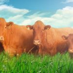 Abate de vacas em MT atinge maior volume desde maio/2014
