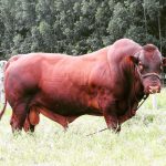 IZ desenvolve produto natural capaz de combater carrapatos em bovinos