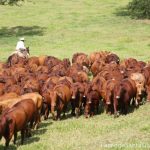 IBGE: aumento no rebanho bovino garante potencial econômico de MS