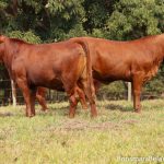 USDA reduz previsões de produção de carne bovina