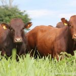 Pecuária bovina ganha fôlego, mas aguarda melhora no consumo