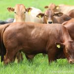 Nova pesquisa: Emissões de metano do gado não têm efeito detectável no clima