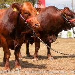 China pode concordar em comprar mais carne bovina do Brasil, diz embaixador