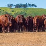 Emater-MG orienta sobre realização de feiras e leilões de bovinos em Minas Gerais