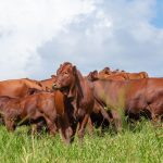 Projeto de lei quer proibir exportação de gado vivo do Brasil