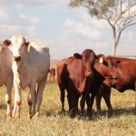 Zebuína ou taurina: qual vaca vai produzir o melhor bezerro na Serra Catarinense?