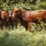 Preço da arroba do boi gordo em Goiás avança 4,20% em uma semana, diz IFAG
