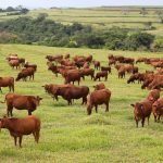 Volume embarcado de carne bovina in natura alcança 142,5 mil toneladas em Dezembro/20
