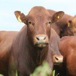 Ritmo de exportação de carnes no Brasil dispara em setembro