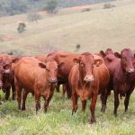 Tratamento de dejetos bovinos gera renda e sustentabilidade ambiental no Norte de Minas